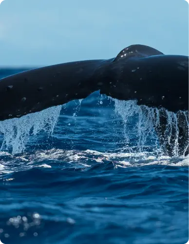 FJORD ET BALEINES